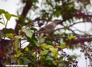 Bird on false grapes