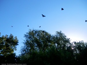 Murde Of Crows