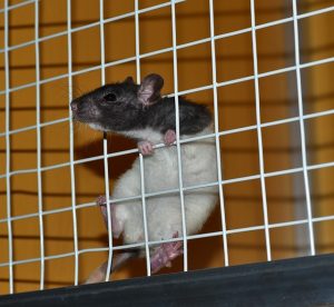rat in cage, www.theblogofteresa.com