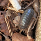 Of Bugs, A Hummingbird and Missings Posts