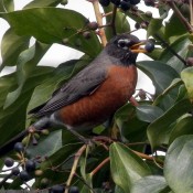 Robins