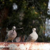 Mourning Dove