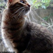 The Taz Cat