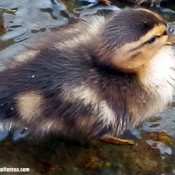 Ducklings and Flowers and Signs of Spring