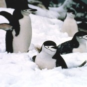 Penguin Awareness Day