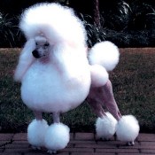 The Chihuahua