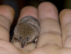 Pygmy Shrew the smallest mammal in the world Photo from flickr/minipixel