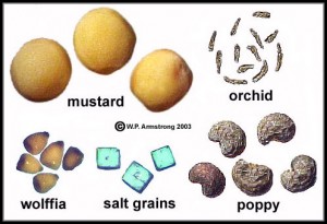 The World's smallest seeds. The salt crystals are for comparison. The smallest of the small are the Orchard seeds which some seeds are only 1/300th of an inch (85 micrometers) long, which is below the resolving power of the unaided human eye. 