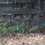 Pouring rain