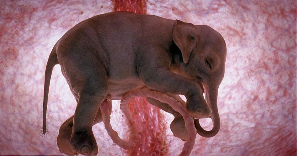 Baby Animals In The Womb